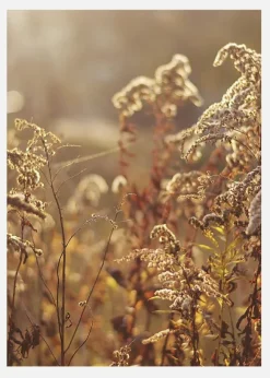 Summer Evening Canvastavla (30x40 cm)