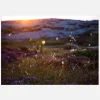Summer Evening On The Rocks Canvastavla (30x40 cm)