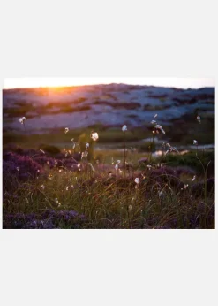 Summer Evening On The Rocks Canvastavla (30x40 cm)