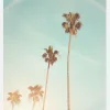 Sunny Cali Palm Tree Canvastavla (30x40 cm)
