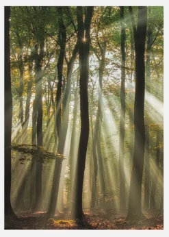 Sunny Start To The Day Canvastavla (30x40 cm)