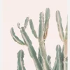Sunrise Cactus Canvastavla (30x40 cm)