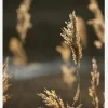Sunshine On The Fields Canvastavla (30x40 cm)