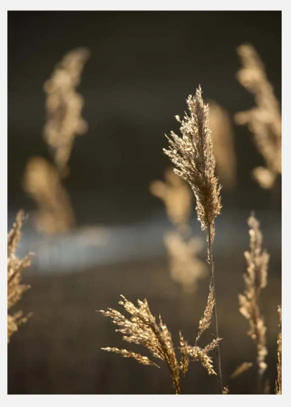 Sunshine On The Fields Canvastavla (30x40 cm)