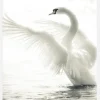 Swan Canvastavla (30x40 cm)