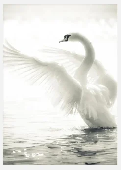 Swan Canvastavla (30x40 cm)
