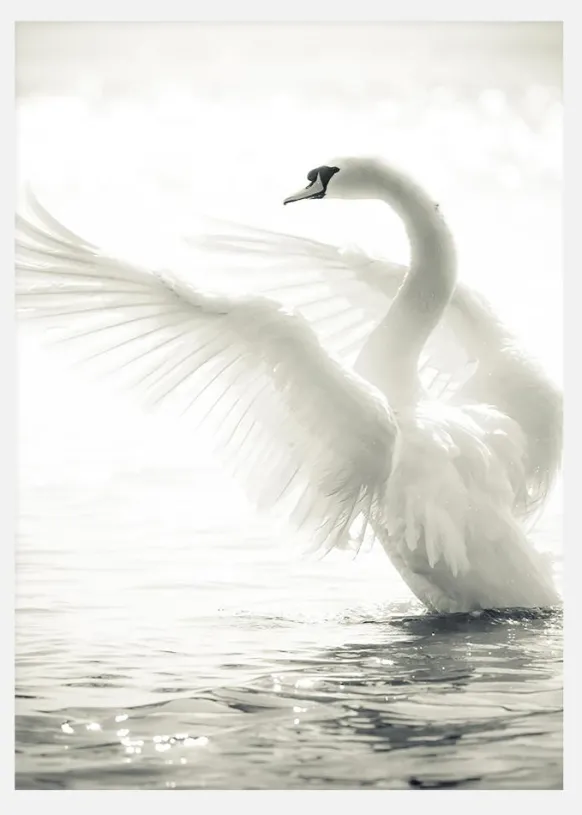 Swan Canvastavla (30x40 cm)
