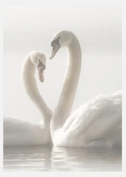 Swan Forever Canvastavla (30x40 cm)