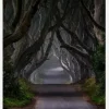 The Dark Hedges Magic Road Canvastavla (30x40 cm)