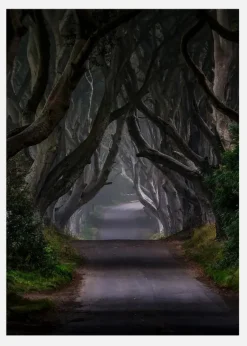 The Dark Hedges Magic Road Canvastavla (30x40 cm)