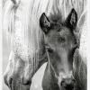 The Foal Canvastavla (30x40 cm)