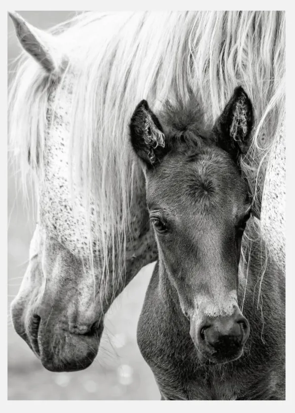 The Foal Canvastavla (30x40 cm)