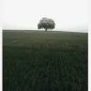 The Lonely Oak Tree Canvastavla (30x40 cm)