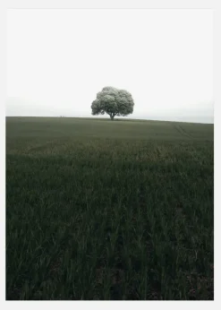The Lonely Oak Tree Canvastavla (30x40 cm)