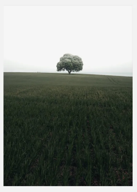 The Lonely Oak Tree Canvastavla (30x40 cm)