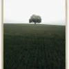 The lonely oak tree Poster (21x29.7 cm (A4))