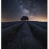The Lonely Tree Canvastavla (30x40 cm)