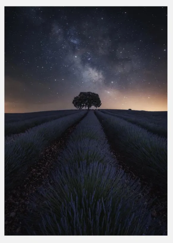 The Lonely Tree Canvastavla (30x40 cm)