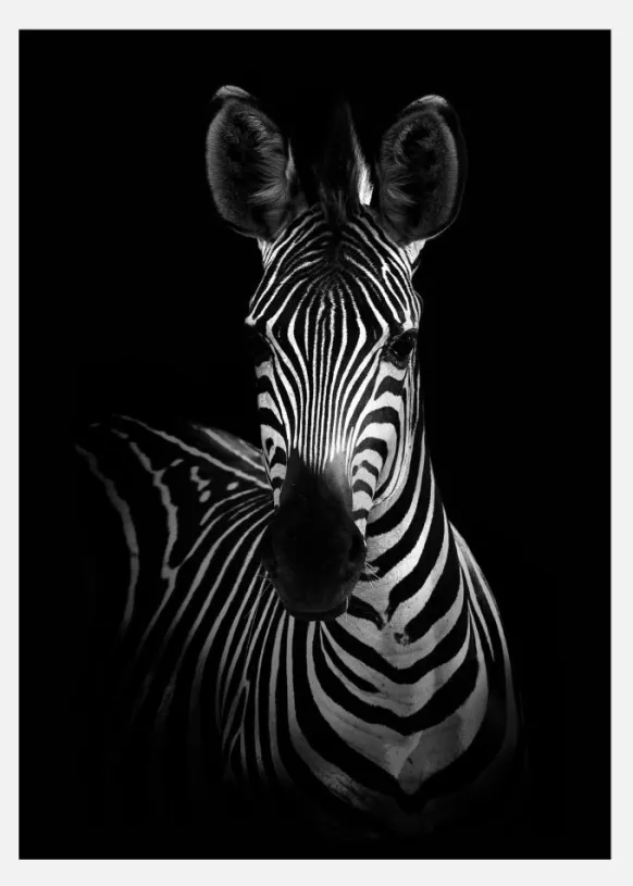 The Zebra Canvastavla (30x40 cm)