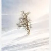 Tree Of The Frozen Wind Canvastavla (30x40 cm)