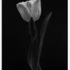 Tulip Canvastavla (30x40 cm)