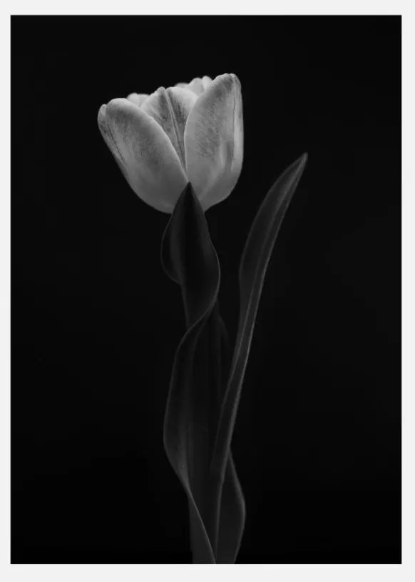 Tulip Canvastavla (30x40 cm)
