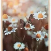 Two Butterflies Poster (21x29.7 cm (A4))