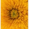 Upclose Flower Canvastavla (30x40 cm)