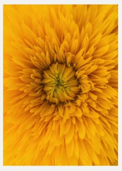 Upclose Flower Canvastavla (30x40 cm)