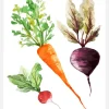 Veggies Canvastavla (30x40 cm)