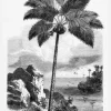 Vintage Palm Tree Drawing I Canvastavla (30x40 cm)