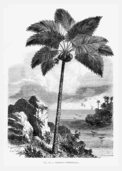 Vintage Palm Tree Drawing I Canvastavla (30x40 cm)
