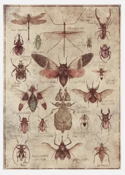 Vintage-style Insects Canvastavla (30x40 cm)