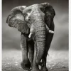 Walking Elephant Canvastavla (30x40 cm)