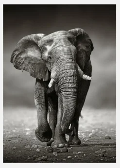 Walking Elephant Canvastavla (30x40 cm)