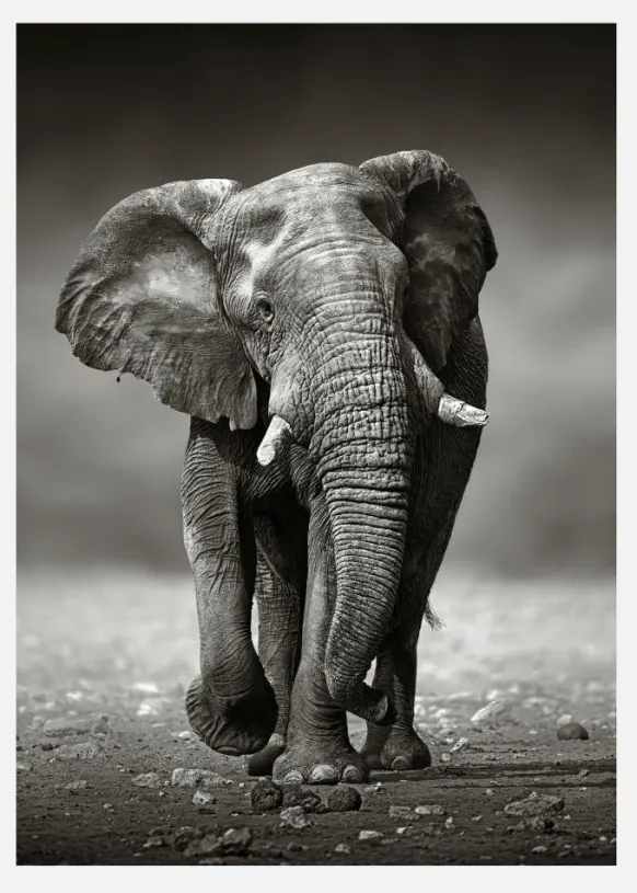 Walking Elephant Canvastavla (30x40 cm)