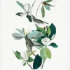 Warbling Flycatcher From Birds Of America (1827) Canvastavla (30x40 cm)