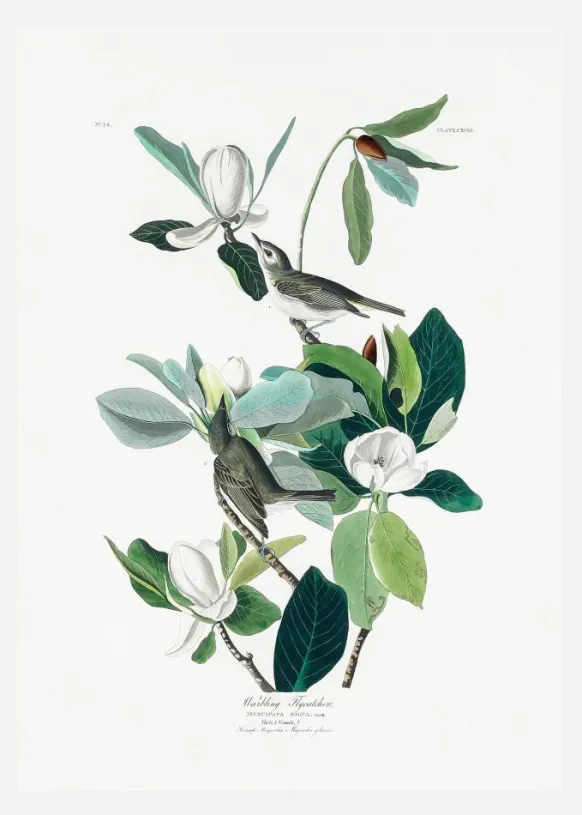 Warbling Flycatcher From Birds Of America (1827) Canvastavla (30x40 cm)