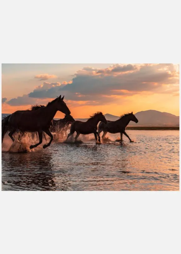 Water Horses Canvastavla (30x40 cm)