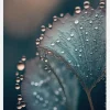 Wet Leafs Canvastavla (30x40 cm)