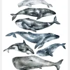 Whales Canvastavla (30x40 cm)
