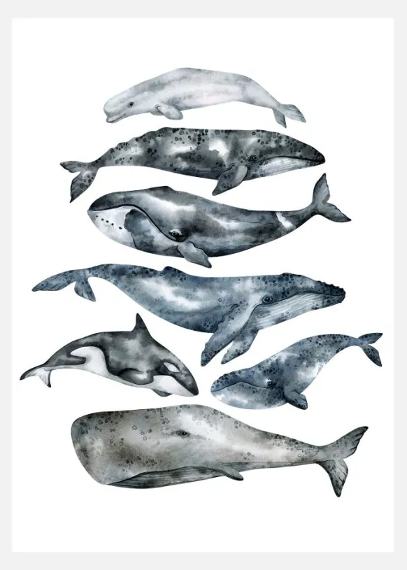 Whales Canvastavla (30x40 cm)