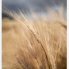 Wheat Canvastavla (30x40 cm)