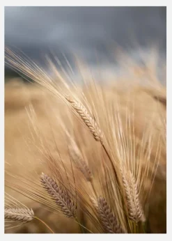 Wheat Canvastavla (30x40 cm)