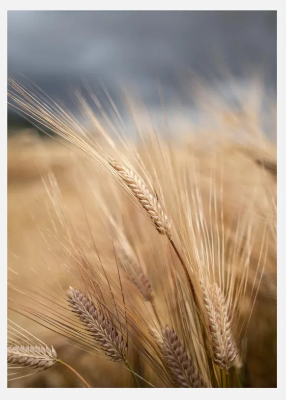 Wheat Canvastavla (30x40 cm)