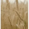 Wheat Field Canvastavla (30x40 cm)