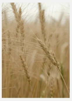 Wheat Field Canvastavla (30x40 cm)
