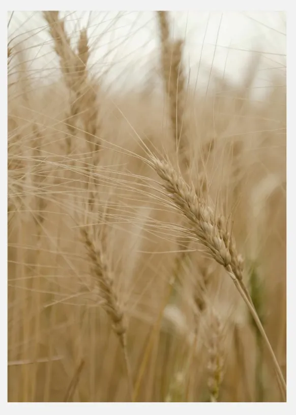 Wheat Field Canvastavla (30x40 cm)