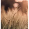 Wheat Fields I Canvastavla (30x40 cm)
