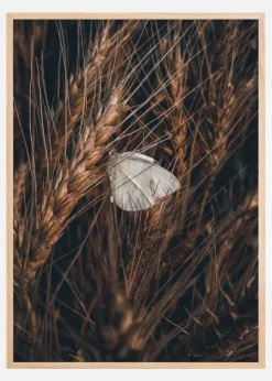 White Butterfly Poster (21x29.7 cm (A4))
